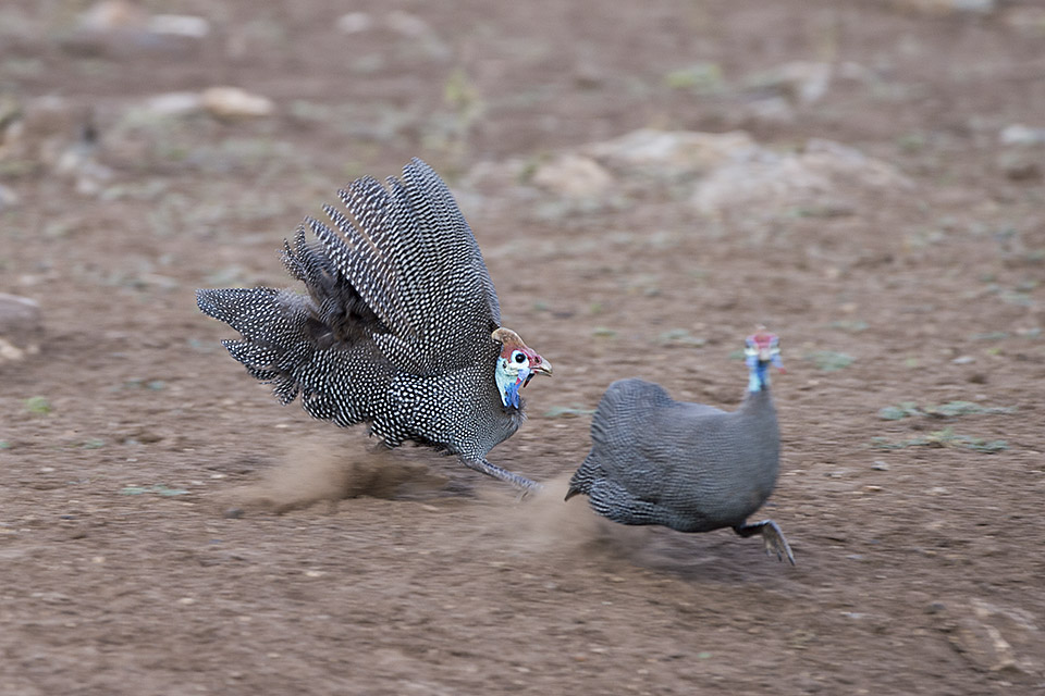 Guineafowl